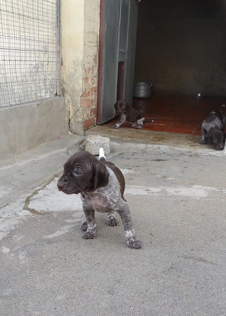 du vallon de Beaudini - Chiot disponible  - Braque allemand à poil court