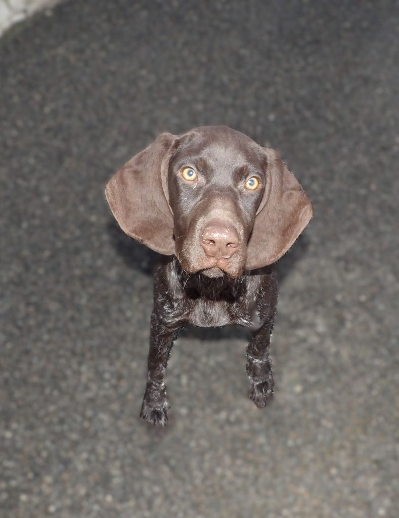 du vallon de Beaudini - Chiot disponible  - Braque allemand à poil court