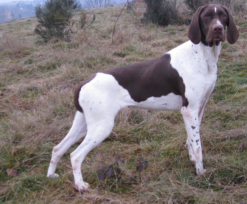 TR. CH. Britta du vallon de Beaudini