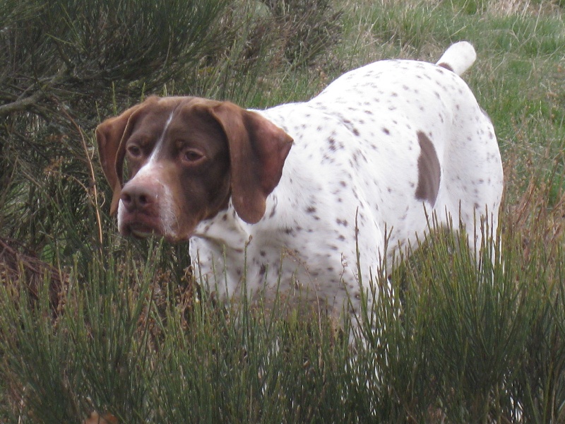 Tussy du vallon de Beaudini