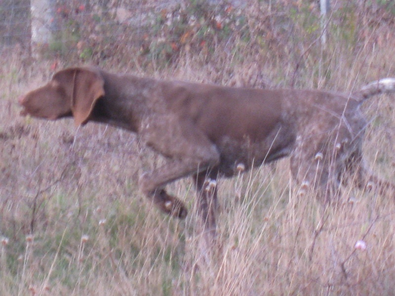 Emir du vallon de Beaudini