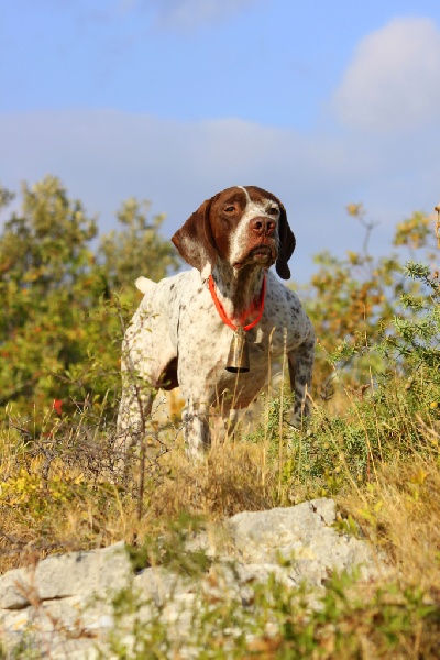 TR. CH. Dick du vallon de Beaudini