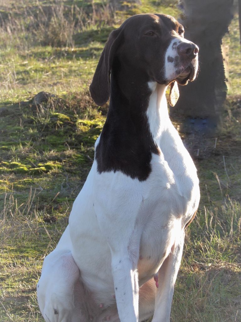 TR. CH. Leal du vallon de Beaudini
