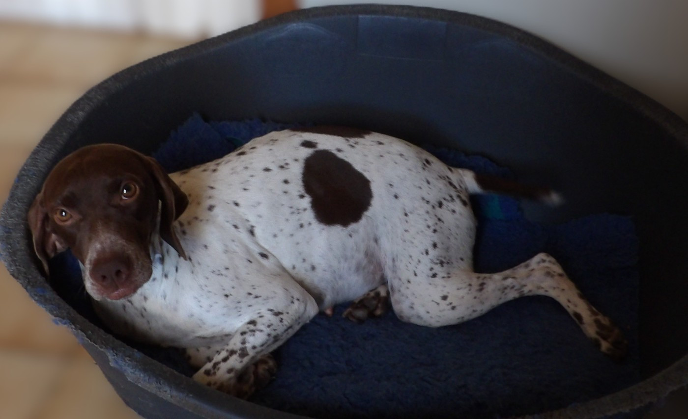 UDINE du vallon de Beaudini
