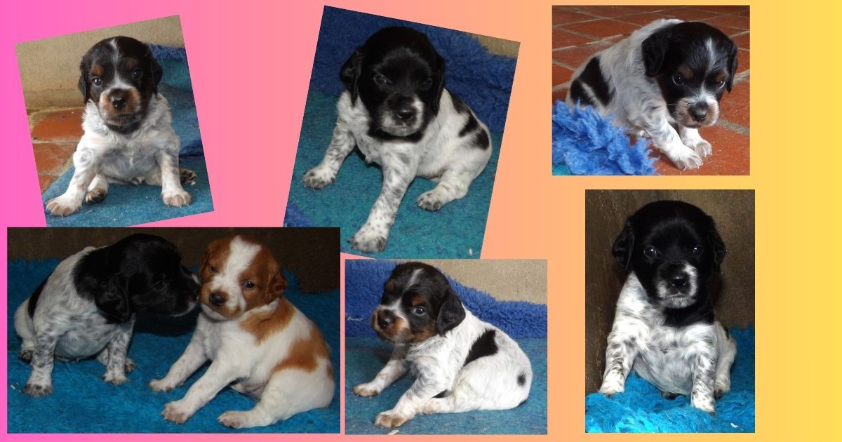 Chiots disponibles à la réservation.