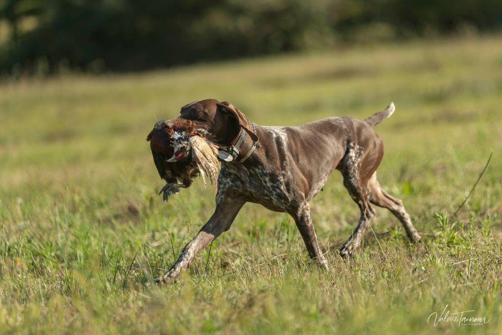 A VENDRE pour la chasse