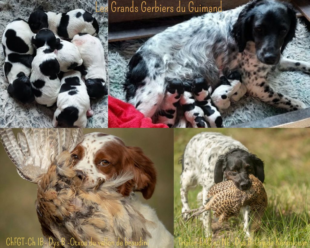 du vallon de Beaudini - Chiots épagneuls breton à Réserver