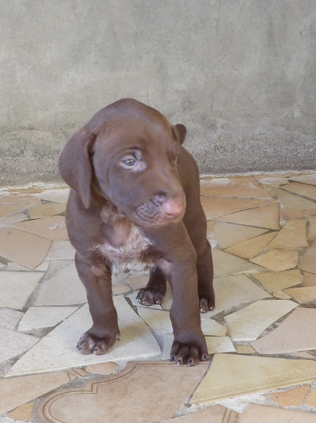 du vallon de Beaudini - Chiots disponibles - Braque allemand à poil court