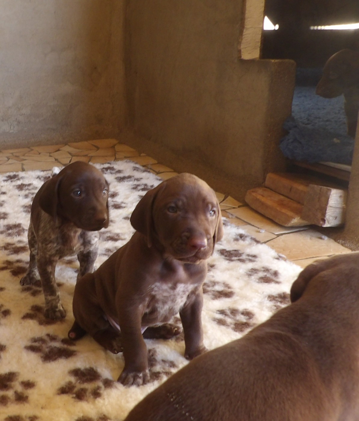 du vallon de Beaudini - Chiots disponibles - Braque allemand à poil court