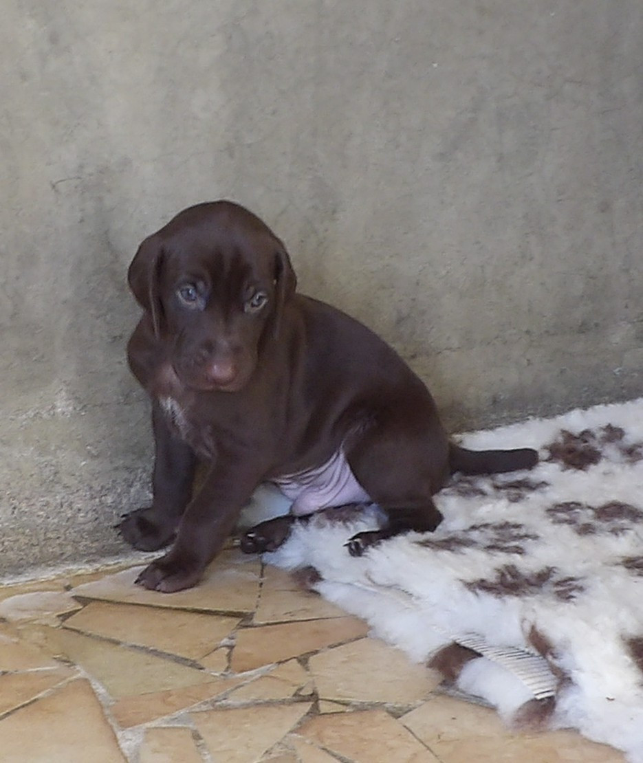 du vallon de Beaudini - Chiots disponibles - Braque allemand à poil court