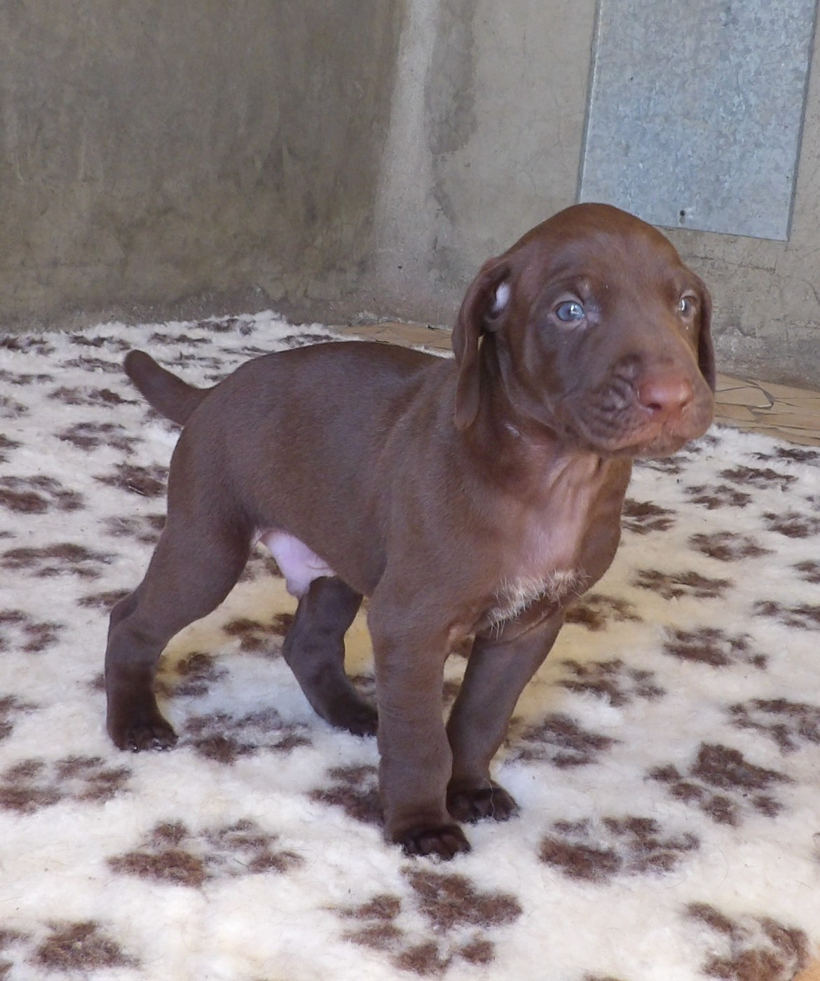 du vallon de Beaudini - Chiots disponibles - Braque allemand à poil court