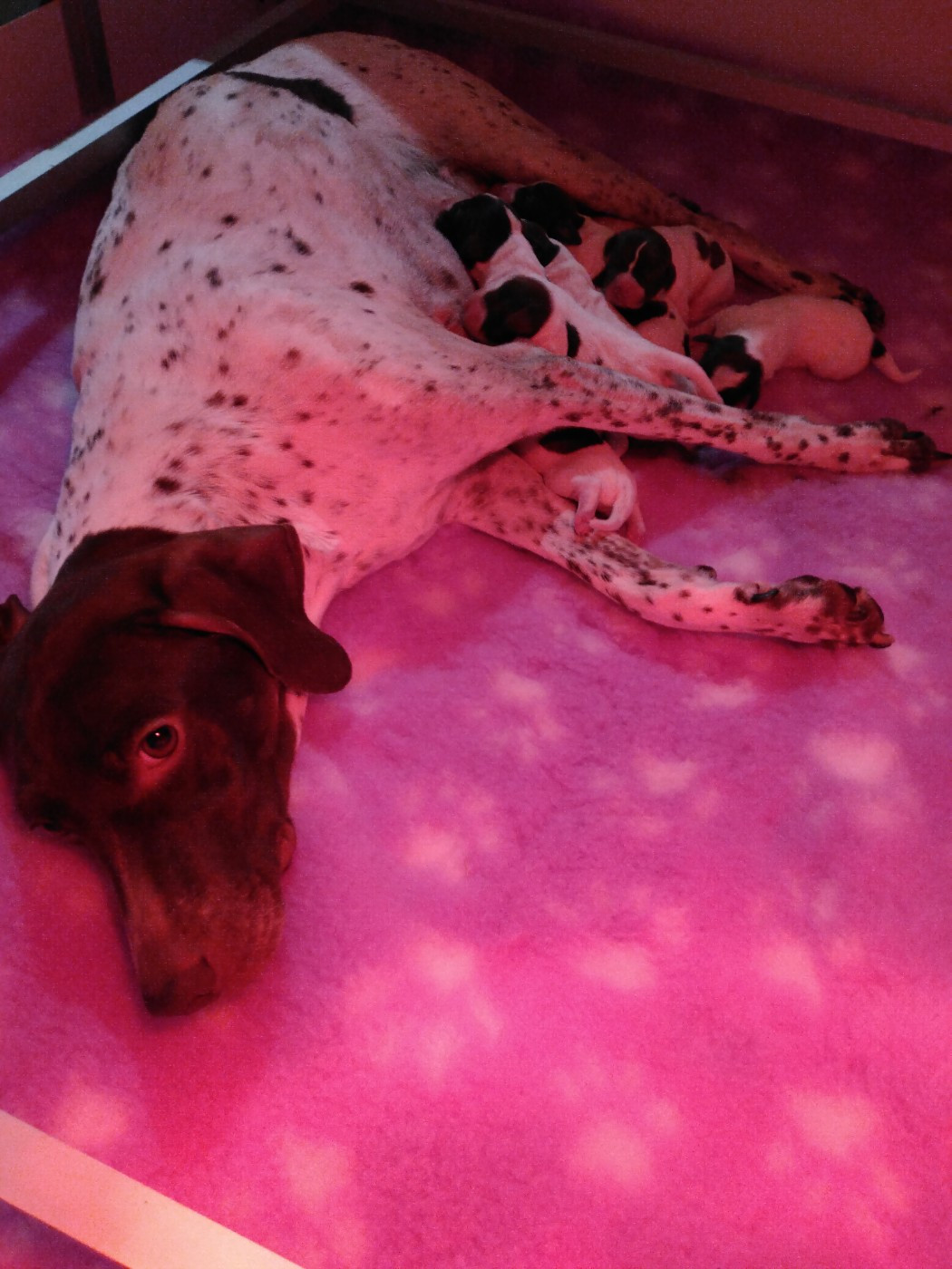 Chiot Braque français, type Pyrenees (petite taille) du vallon de Beaudini