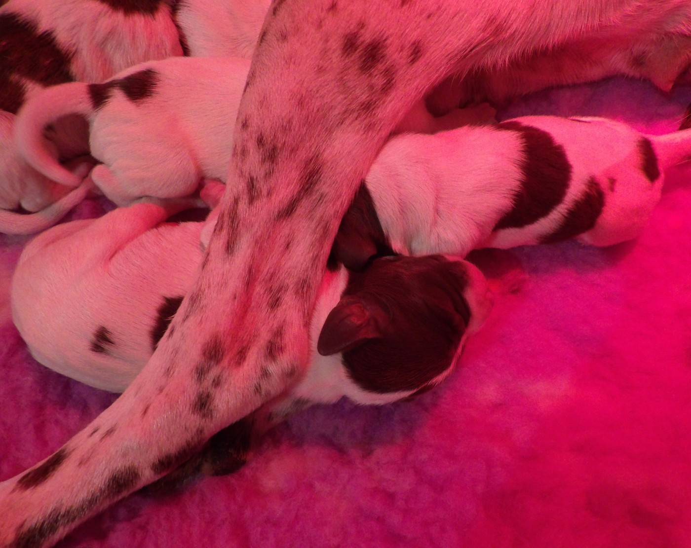 du vallon de Beaudini - Chiots disponibles - Braque français, type Pyrenees (petite taille)