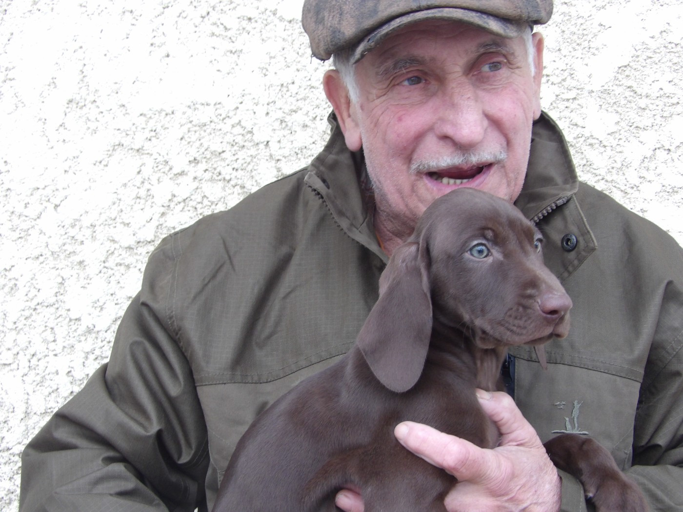 du vallon de Beaudini - Chiots disponibles - Braque allemand à poil court