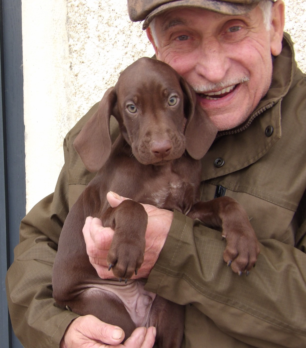 du vallon de Beaudini - Chiots disponibles - Braque allemand à poil court