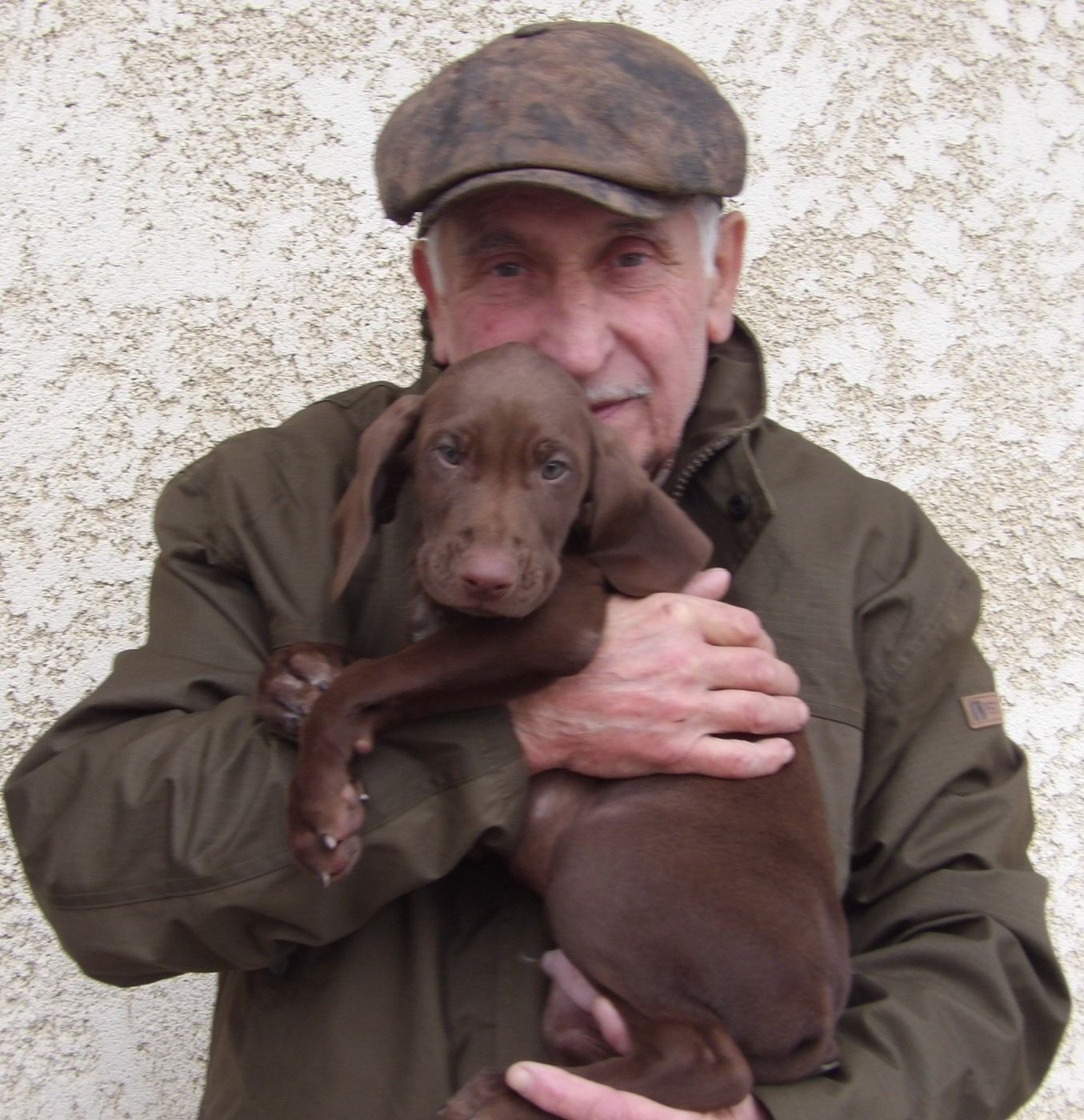 du vallon de Beaudini - Chiots disponibles - Braque allemand à poil court