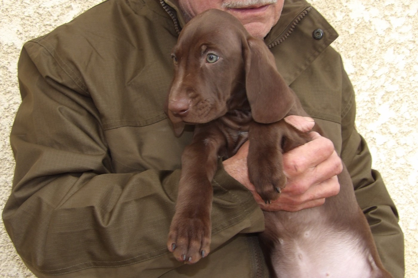 du vallon de Beaudini - Chiots disponibles - Braque allemand à poil court