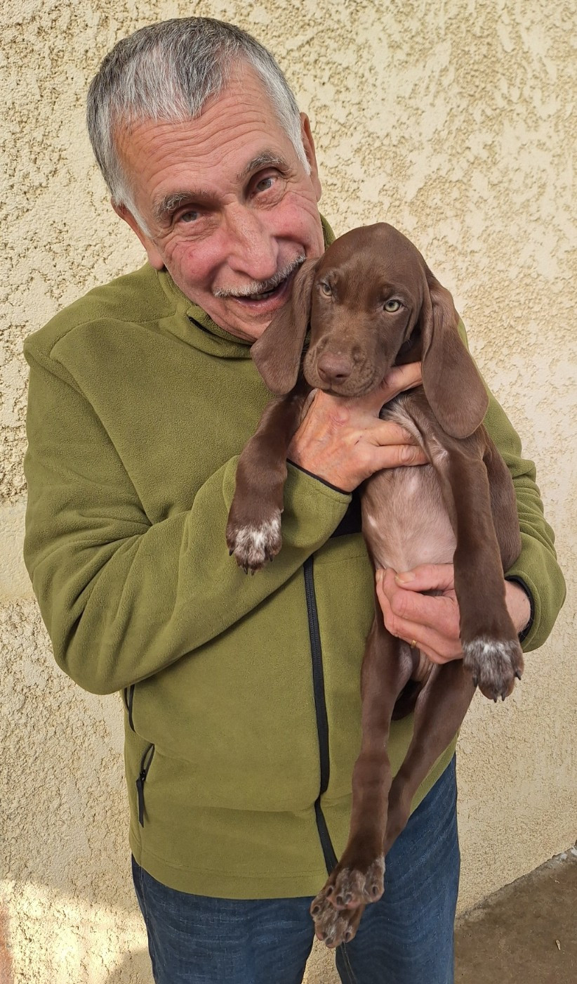 du vallon de Beaudini - Chiots disponibles - Braque allemand à poil court