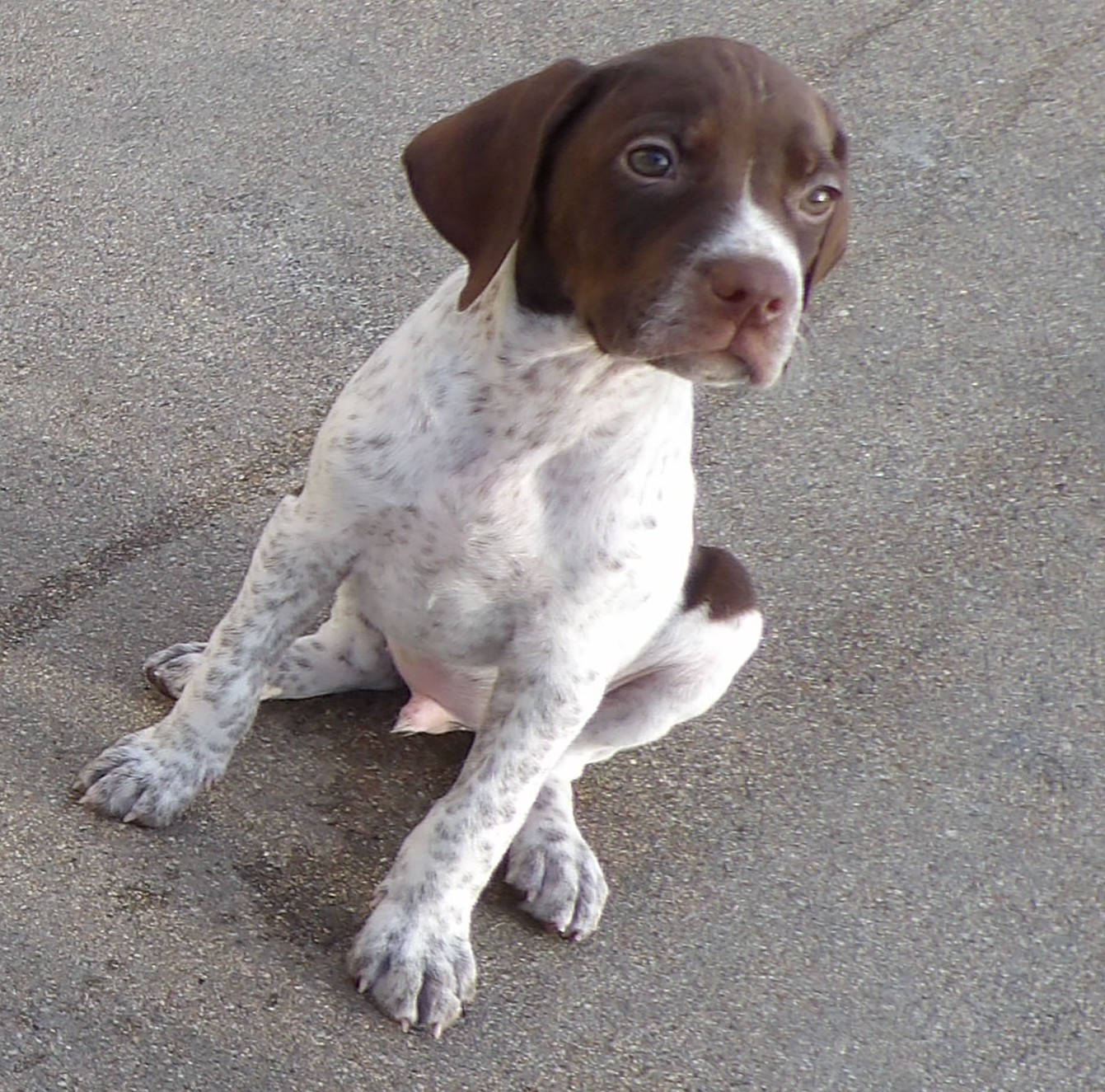 du vallon de Beaudini - Chiots disponibles - Braque français, type Pyrenees (petite taille)