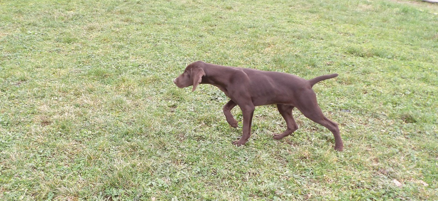du vallon de Beaudini - Chiots disponibles - Braque allemand à poil court