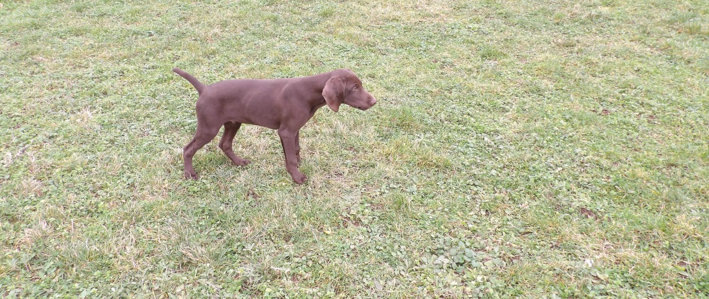 du vallon de Beaudini - Chiots disponibles - Braque allemand à poil court