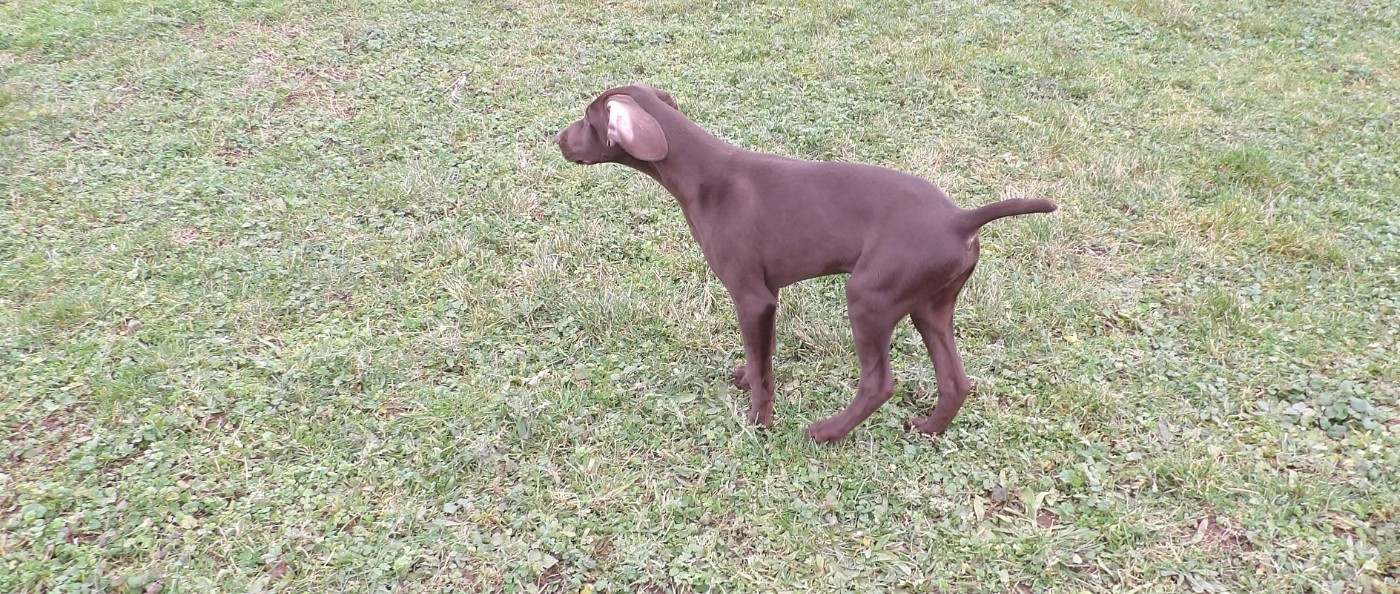 du vallon de Beaudini - Chiots disponibles - Braque allemand à poil court