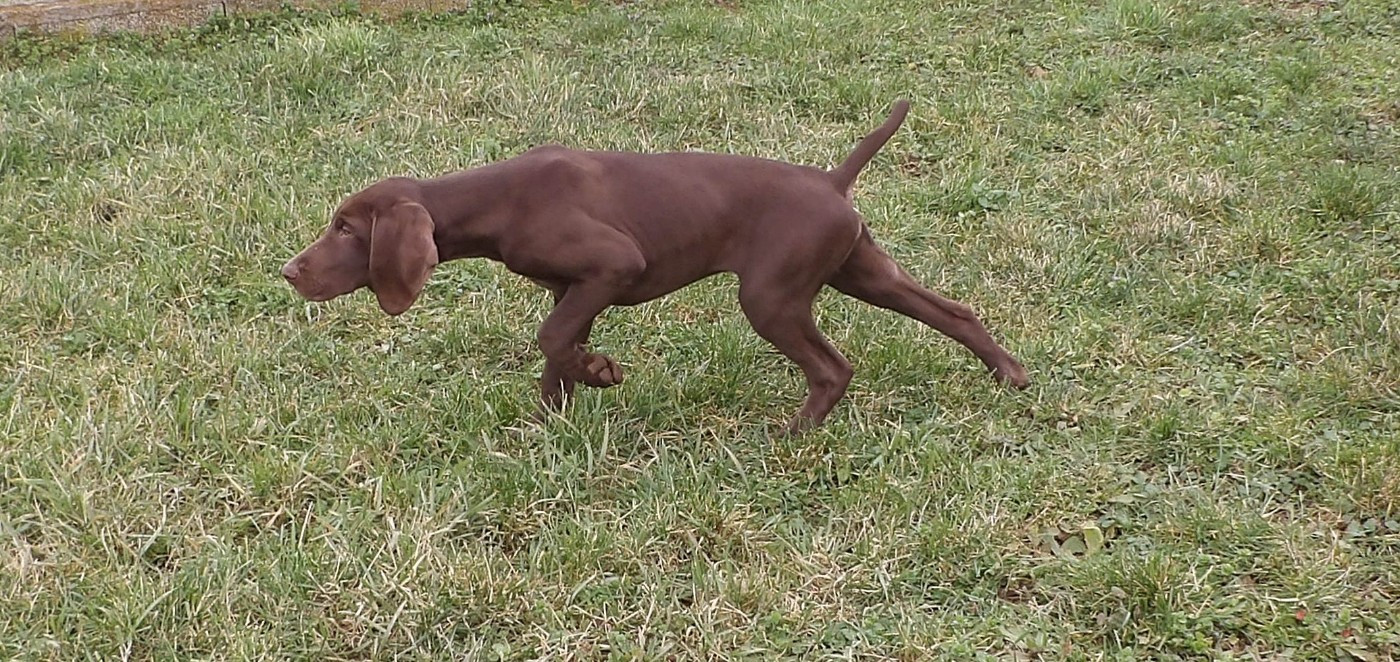 du vallon de Beaudini - Chiots disponibles - Braque allemand à poil court