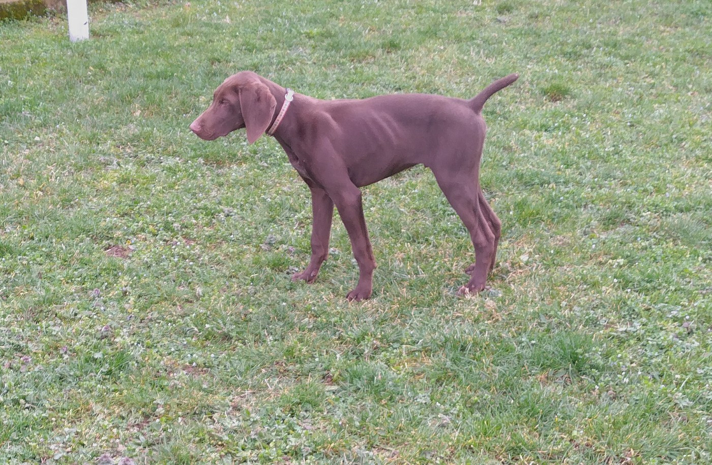 du vallon de Beaudini - Chiots disponibles - Braque allemand à poil court