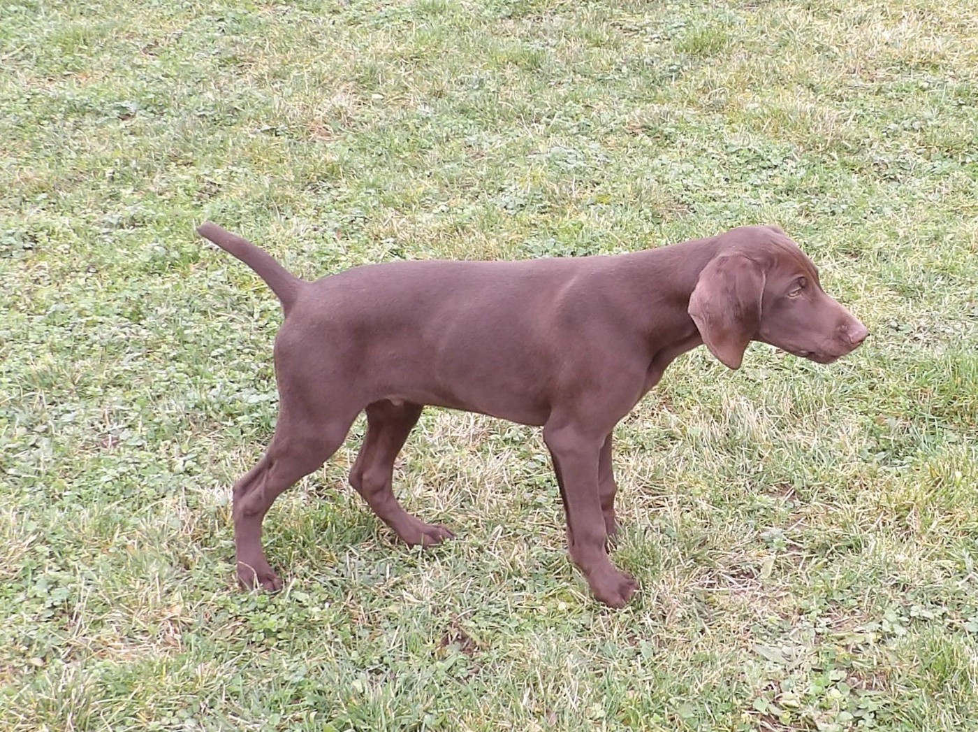 du vallon de Beaudini - Chiots disponibles - Braque allemand à poil court