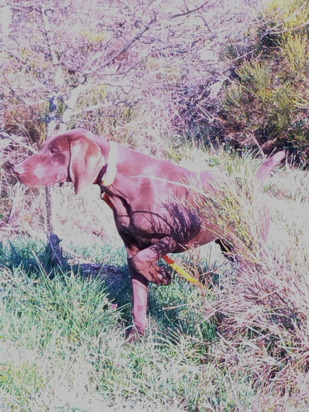 du vallon de Beaudini - Chiots disponibles - Braque allemand à poil court