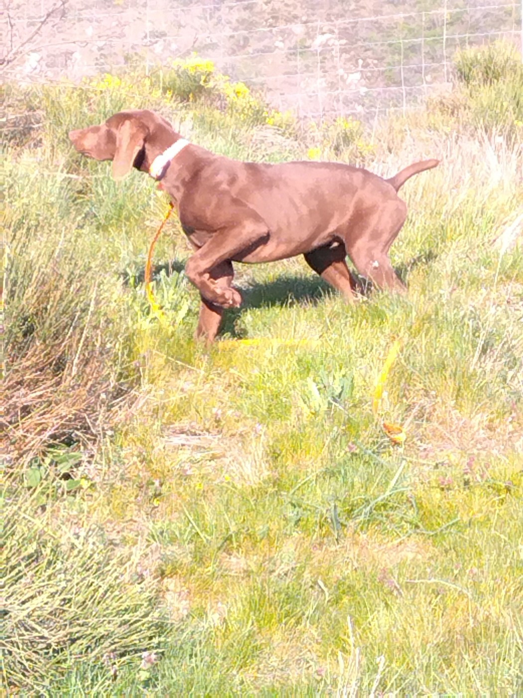 du vallon de Beaudini - Chiots disponibles - Braque allemand à poil court