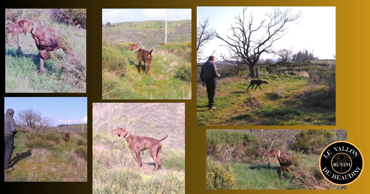 Chiot Braque allemand à poil court du vallon de Beaudini