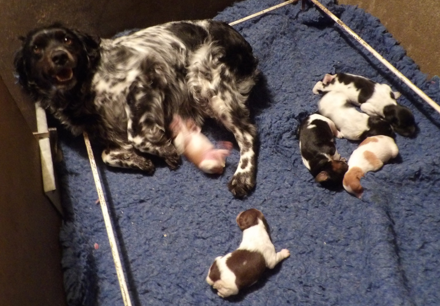 Chiot Epagneul Breton du vallon de Beaudini