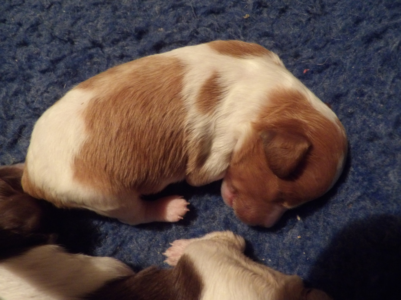 du vallon de Beaudini - Chiots disponibles - Epagneul Breton