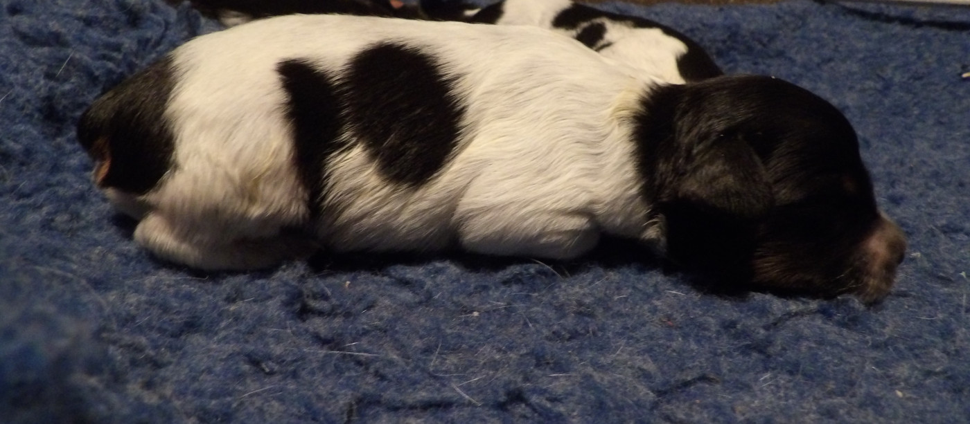 du vallon de Beaudini - Chiots disponibles - Epagneul Breton
