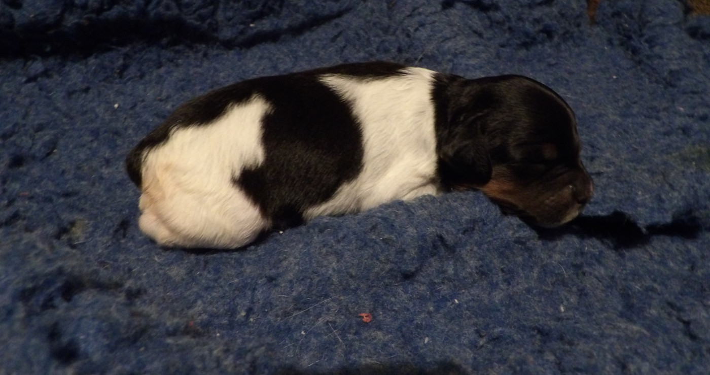 du vallon de Beaudini - Chiots disponibles - Epagneul Breton