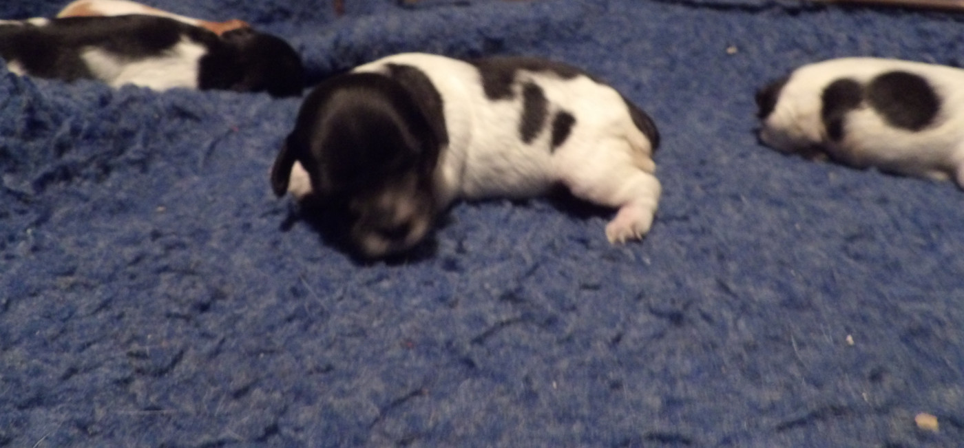 du vallon de Beaudini - Chiots disponibles - Epagneul Breton