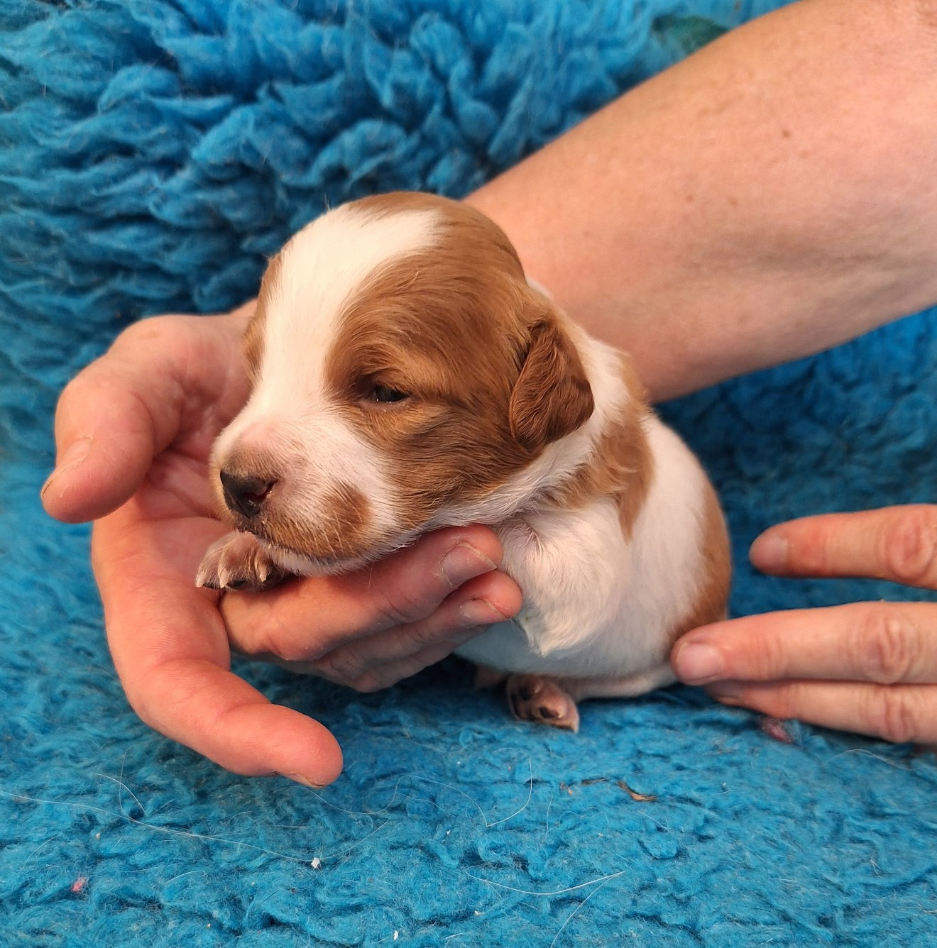 du vallon de Beaudini - Chiots disponibles - Epagneul Breton