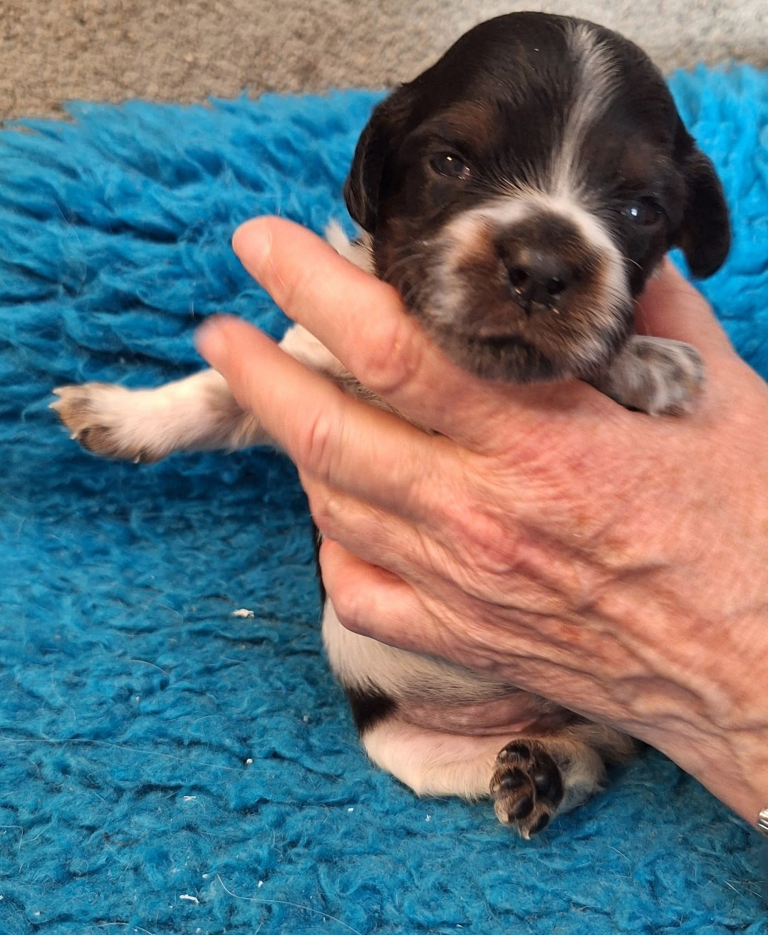 du vallon de Beaudini - Chiots disponibles - Epagneul Breton