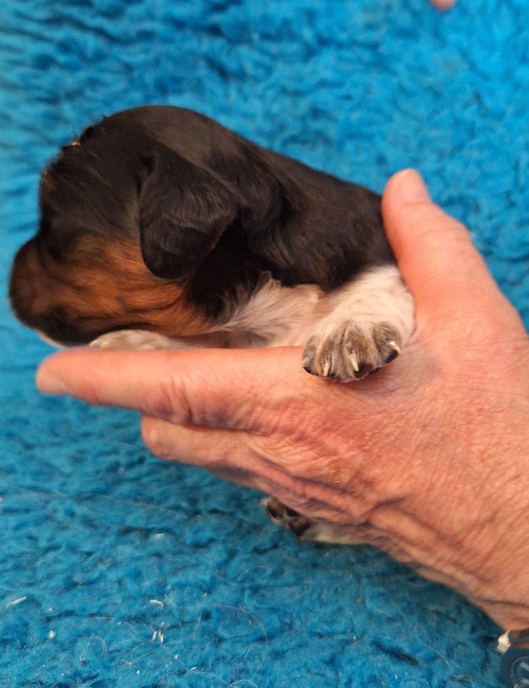 du vallon de Beaudini - Chiots disponibles - Epagneul Breton