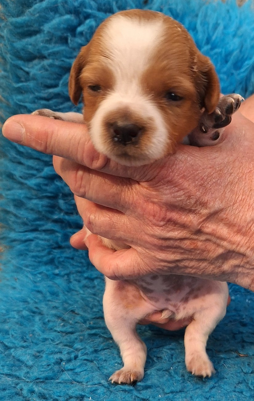 du vallon de Beaudini - Chiots disponibles - Epagneul Breton