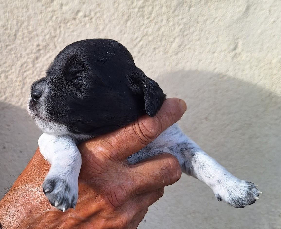 du vallon de Beaudini - Chiots disponibles - Epagneul Breton