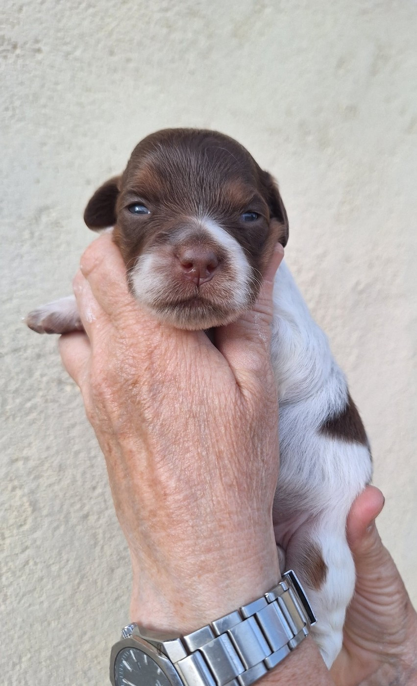 du vallon de Beaudini - Chiots disponibles - Epagneul Breton