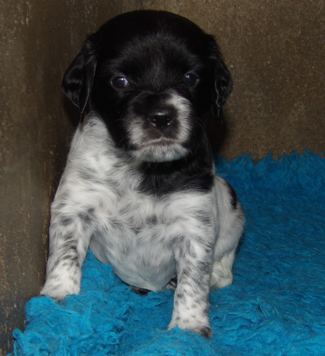 du vallon de Beaudini - Chiots disponibles - Epagneul Breton