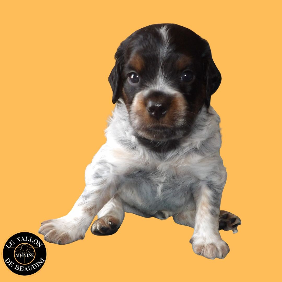 du vallon de Beaudini - Chiots disponibles - Epagneul Breton
