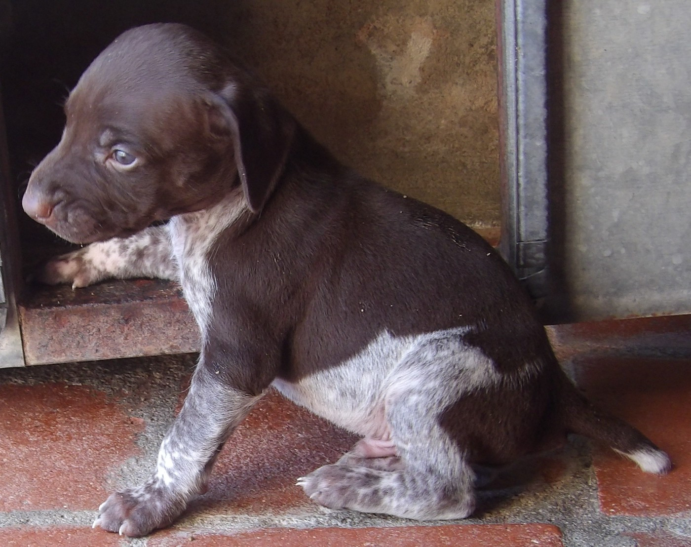 du vallon de Beaudini - Chiots disponibles - Braque allemand à poil court