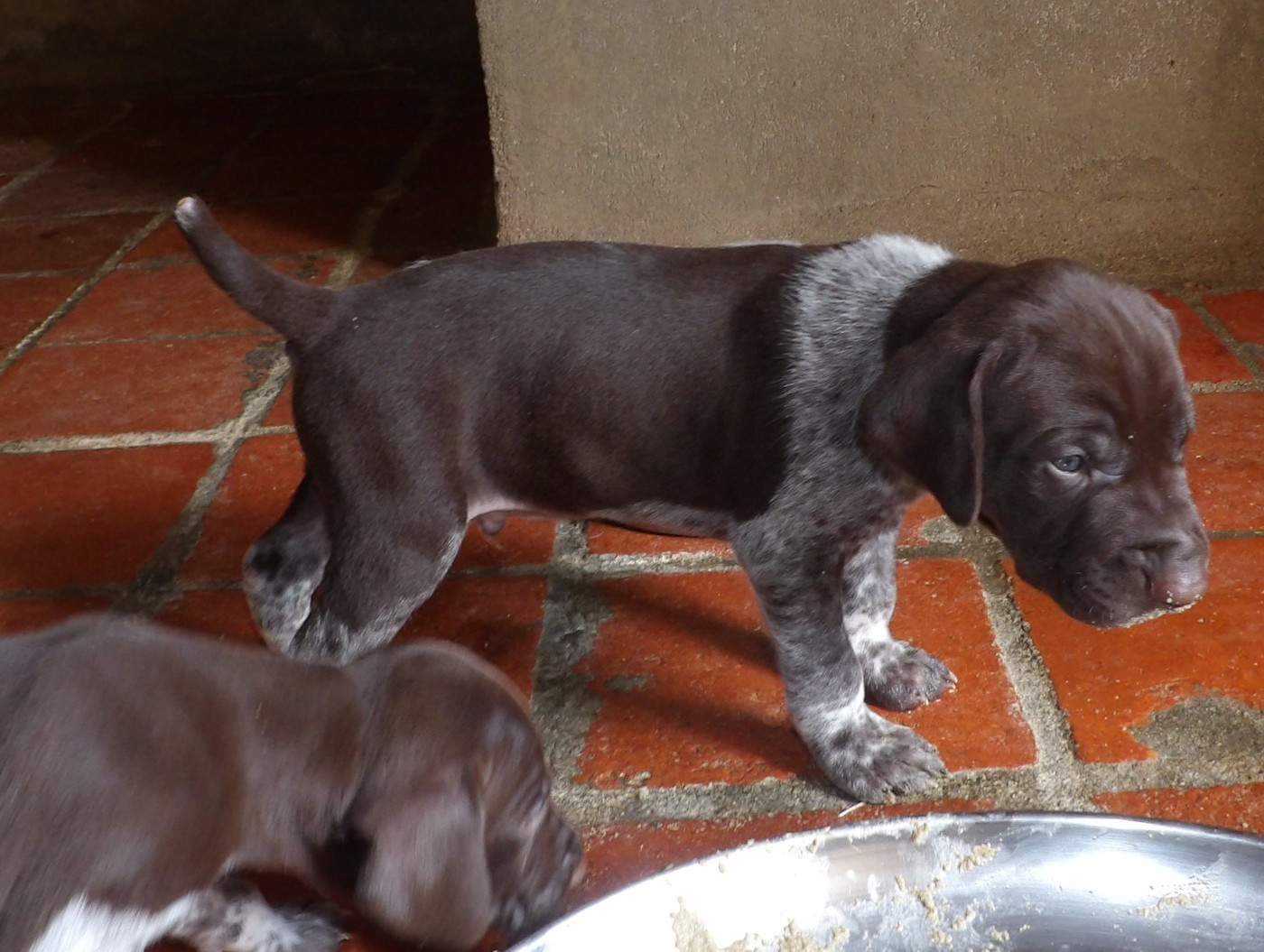 du vallon de Beaudini - Chiots disponibles - Braque allemand à poil court