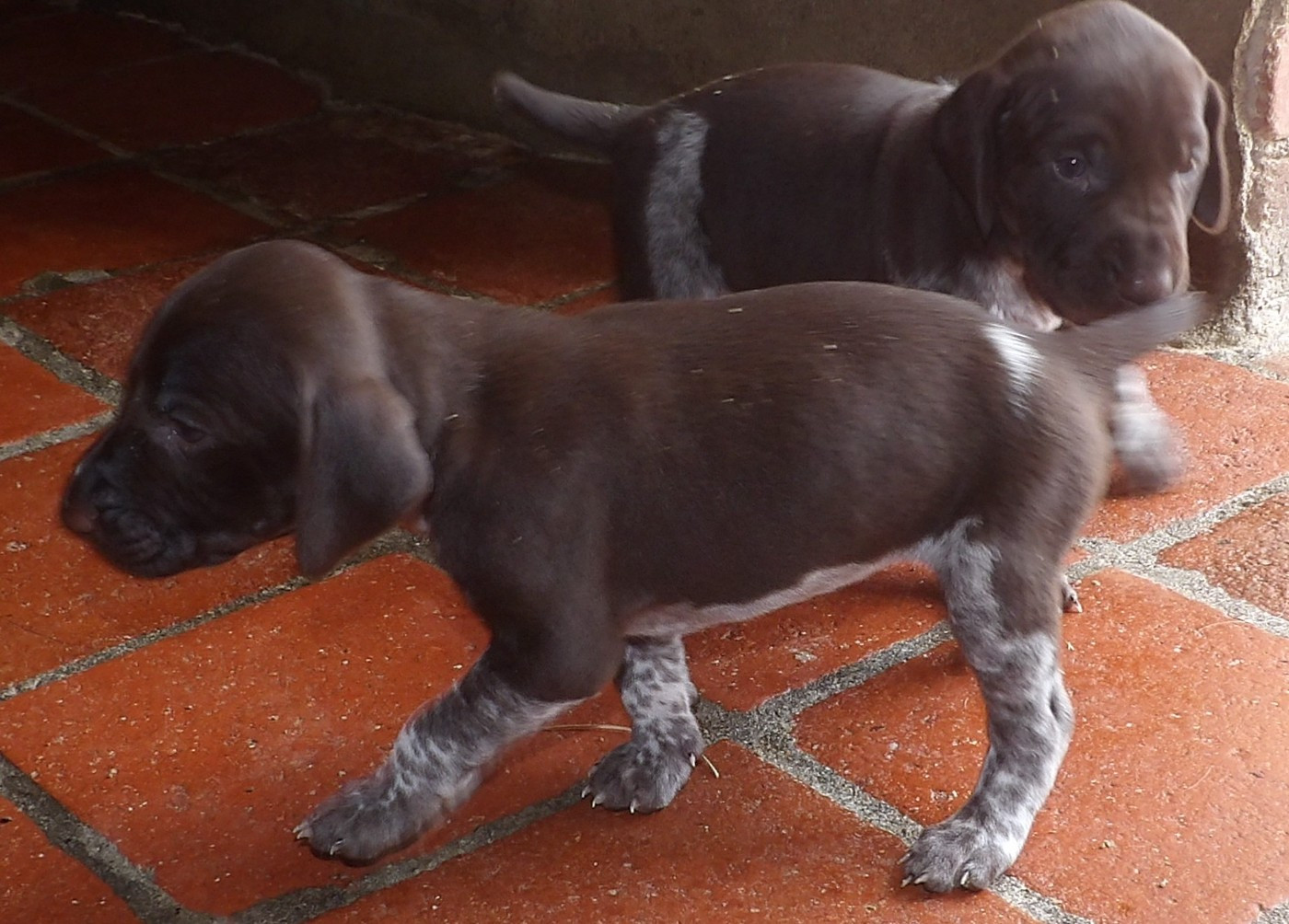 du vallon de Beaudini - Chiots disponibles - Braque allemand à poil court