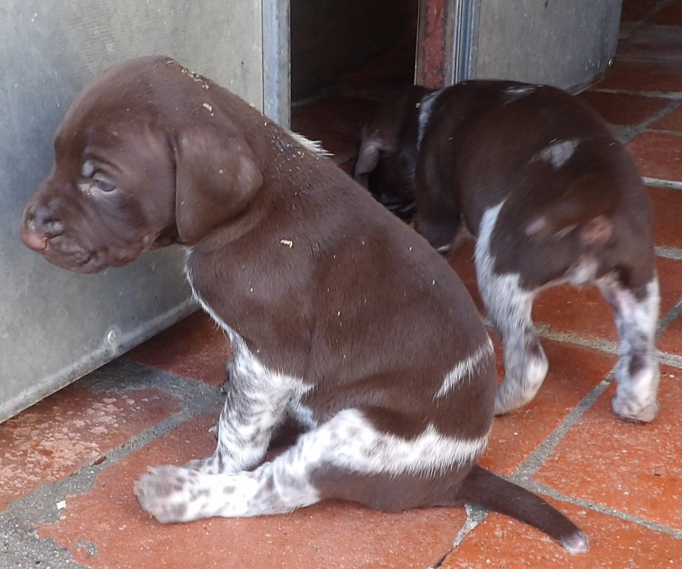 du vallon de Beaudini - Chiots disponibles - Braque allemand à poil court