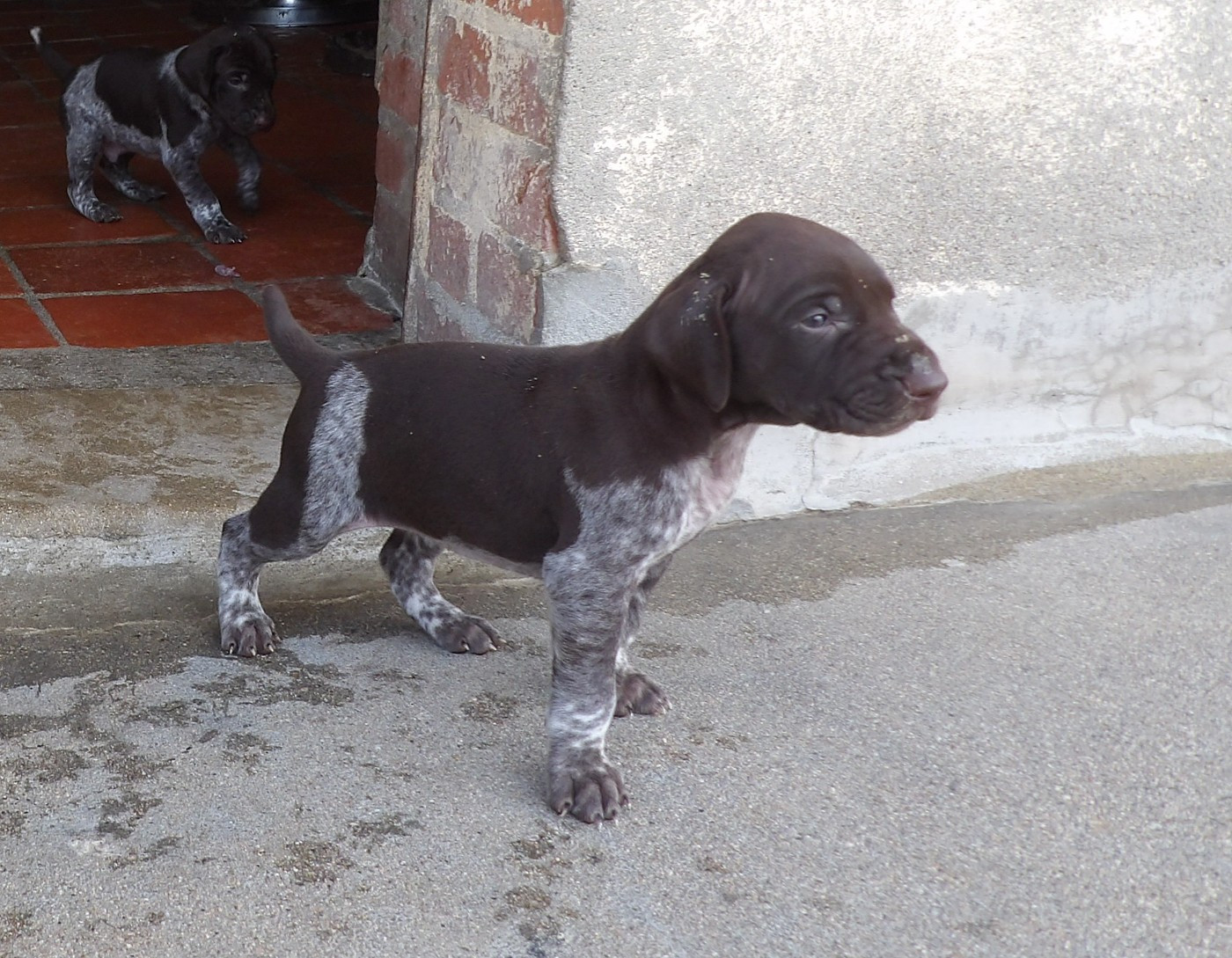 du vallon de Beaudini - Chiots disponibles - Braque allemand à poil court